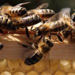 800-000-nightmarish-killer-bees-swarmed-killed-an-arizona-man-out-blue-150×150