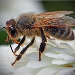 flower-macro-nature-garden-natur-bee-droplet-mygarden-makro-visitor-bl-te-garten-besucher-wassertropfen-biene-ostseeleuchte-942585-150×150